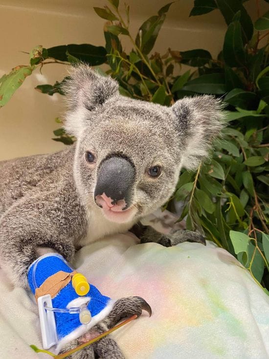Jock the Koala's Leg Reconstruction